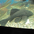 ba 038.jpg