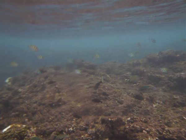 浮到一半還遇到專業人士送我們麵包屑餵魚