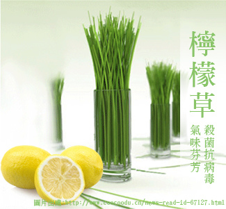 檸檬草