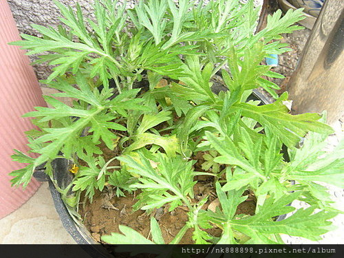 芙蓉 茉草 艾草傻傻分不清楚 好運旺旺來 痞客邦 芙蓉 茉草 艾草傻傻分不清楚 好運旺旺來 痞客邦