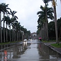 2007.12.22~24台北-雨中的椰林大道.jpg