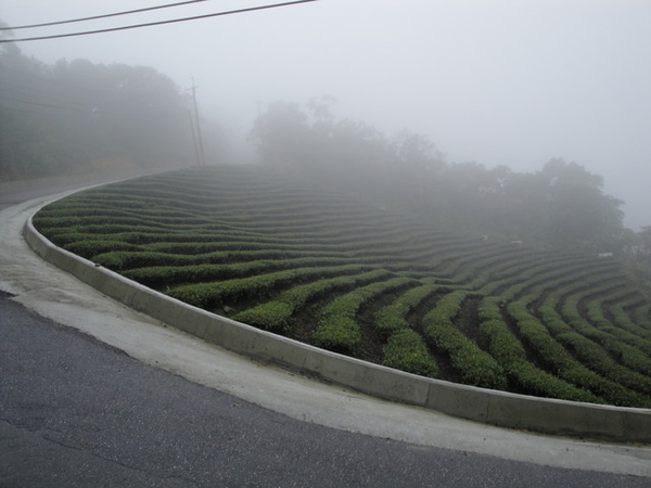 拍照的茶園