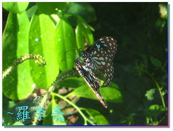 蝴蝶和大尾搖 009.jpg
