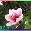 水蜜桃花 040.jpg