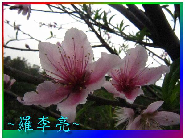 水蜜桃花 020.jpg