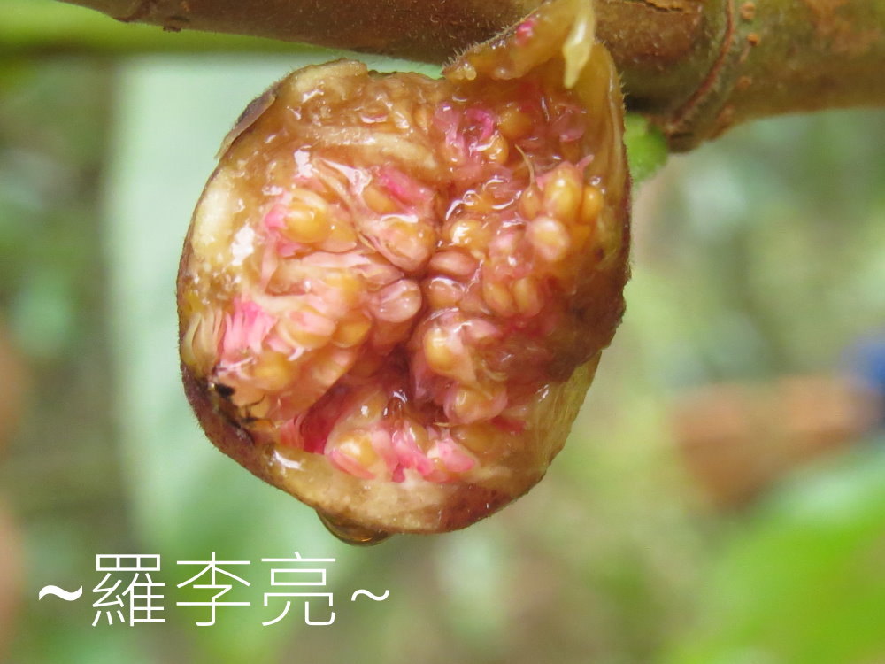 IMG_4895.JPG IMG_4895.JPG