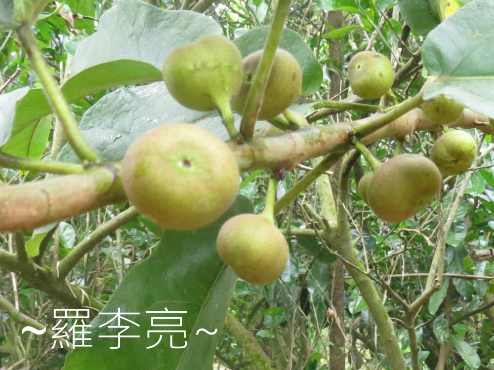 IMG_4901.JPG IMG_4901.JPG