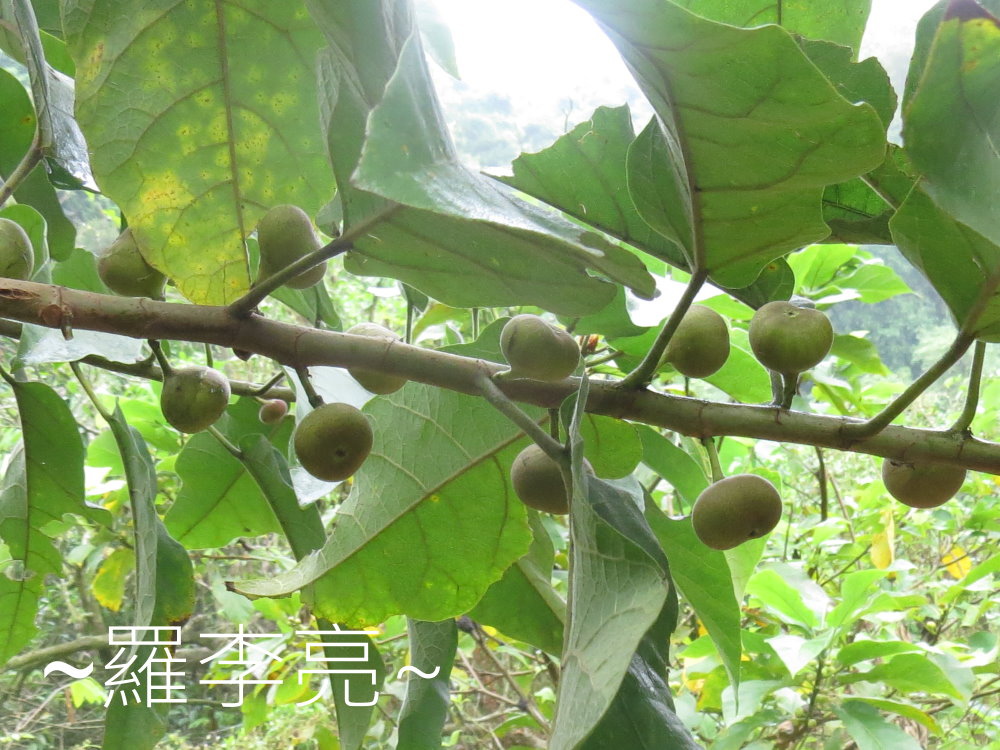 IMG_4905.JPG IMG_4905.JPG