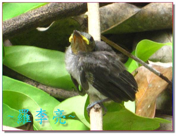 我是一隻小小鳥 014.jpg