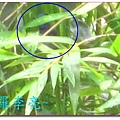 我是一隻小小鳥 018.jpg