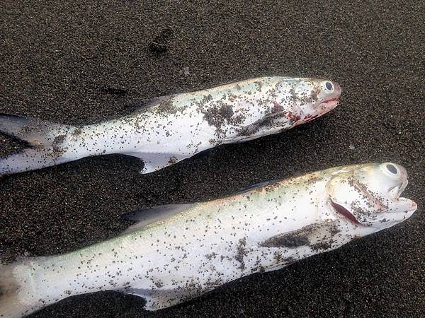 釣午仔魚瘋狂日記 阿豐的部落格 痞客邦