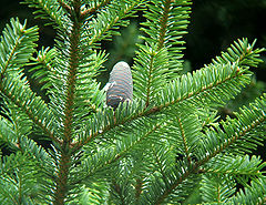 240px-Abies_homolepis_cones