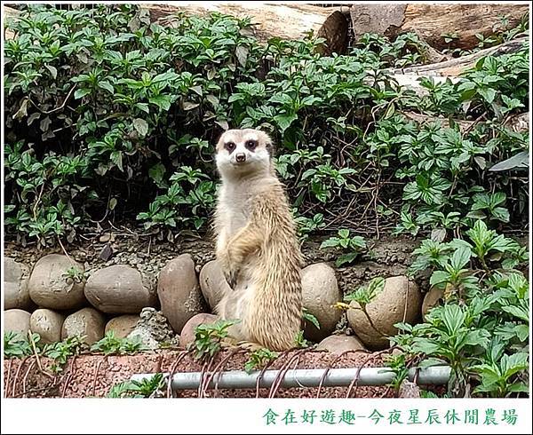 彰化景點|今夜星辰休閒農場