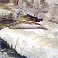 懶洋洋的海豹.jpg