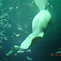 Manatee (14).jpg