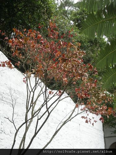 楓葉紅了2(001).jpg