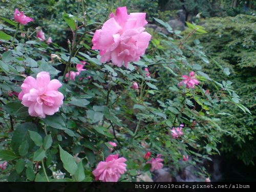 開花了2(001).jpg