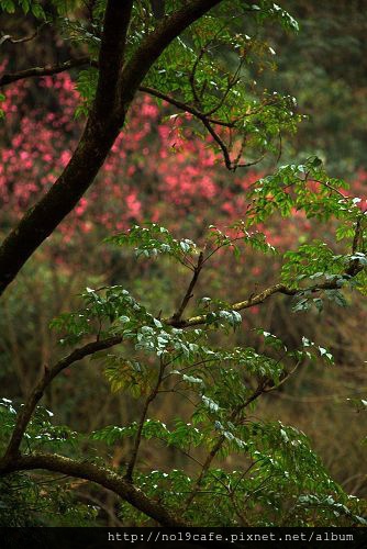 櫻花(001).jpg