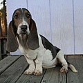 3 basset.jpeg