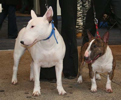 4 bull terrier.jpg