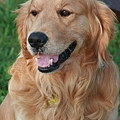 13 Golden Retriever.jpg