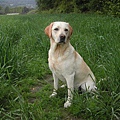 14 Labrador Retriever.jpg