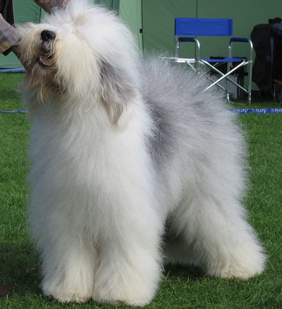 16 Old English Sheepdog.jpg