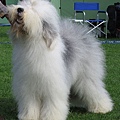 16 Old English Sheepdog.jpg