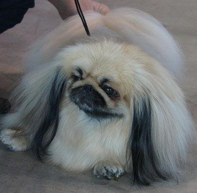 17 Pekingese.jpg