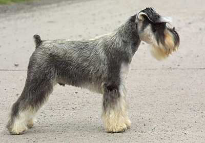 21 Schnauzer.jpg