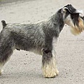 21 Schnauzer.jpg