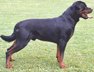 20 Rottweiler.jpg