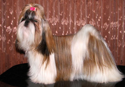 23 Shih Tzu.jpg