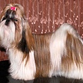 23 Shih Tzu.jpg