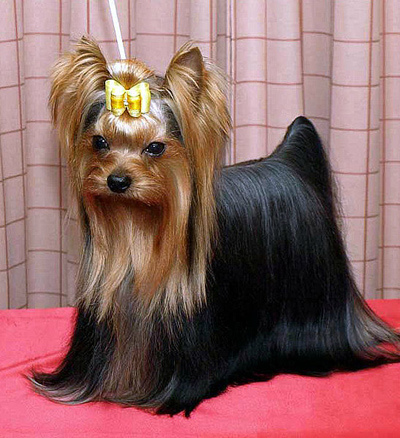 26 Yorkshire Terrier.jpg