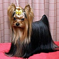 26 Yorkshire Terrier.jpg