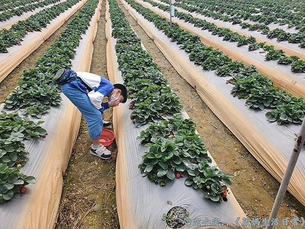 彰化景點∥田尾➤大彰化草莓園x採草莓