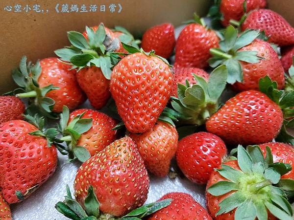 彰化景點∥田尾➤大彰化草莓園x採草莓