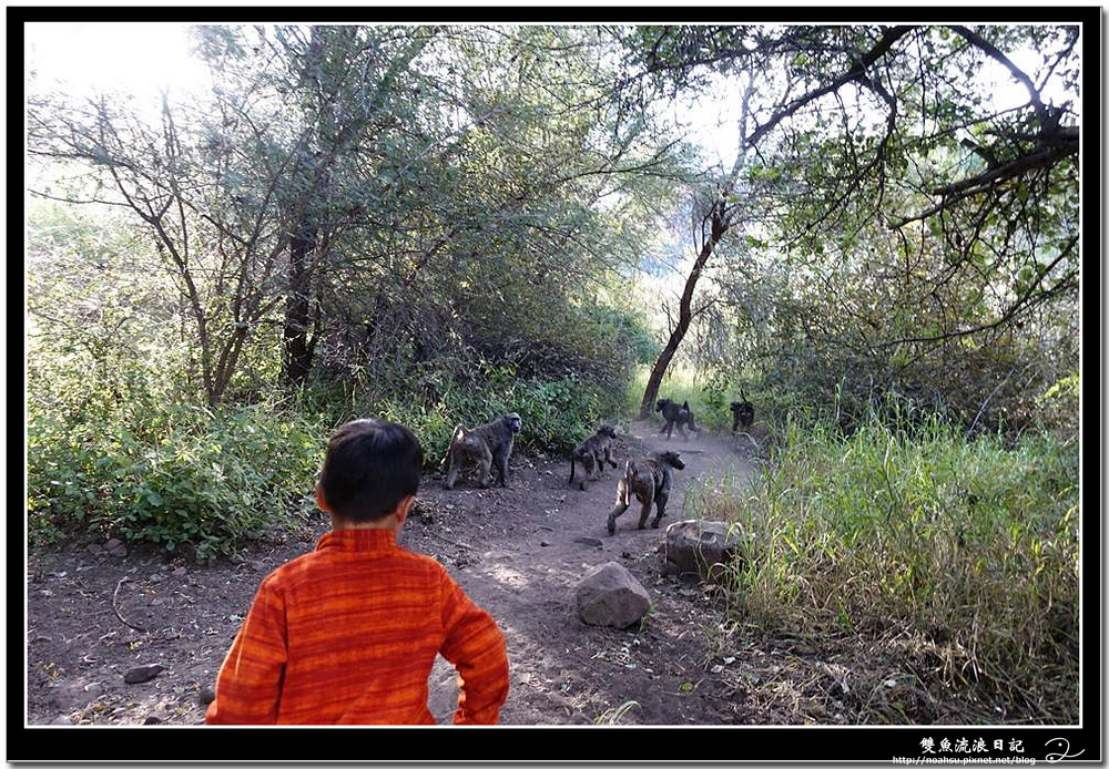 7 動物 猴子.jpg 7 動物 猴子.jpg