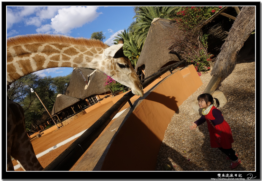 6 動物 長頸鹿 DSC02769.JPG 6 動物 長頸鹿 DSC02769.JPG