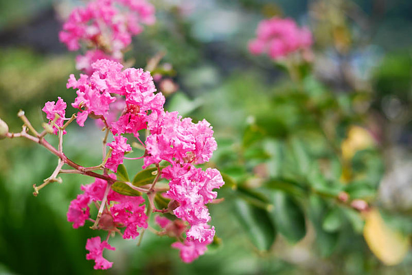 花花草草1