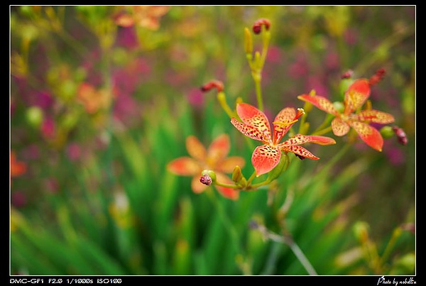 花花草草7