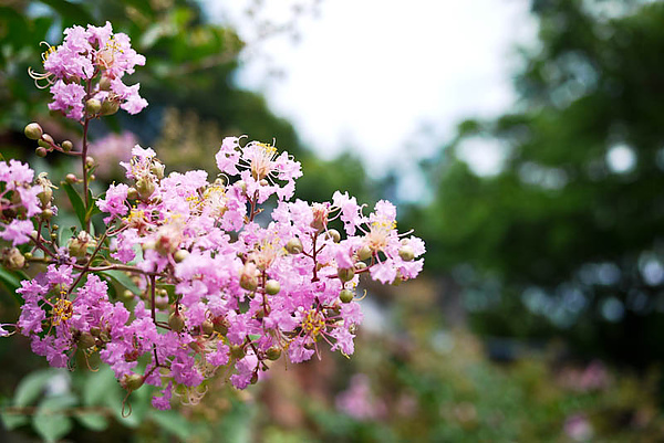 花花草草2