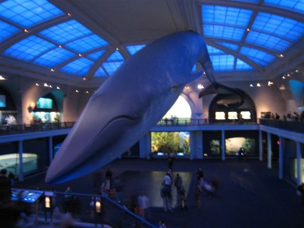 blue whale