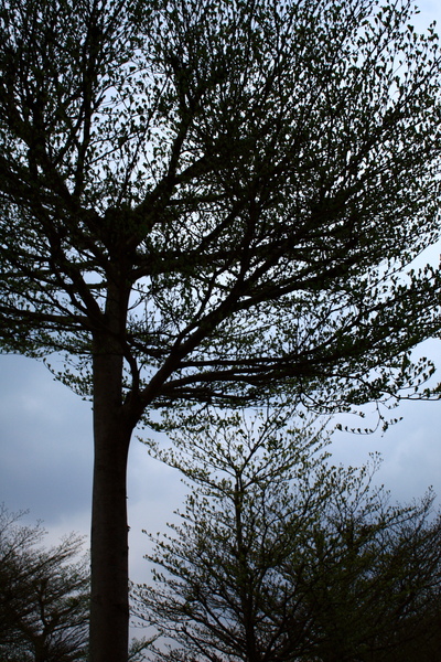 3352827999_71e9354894_o.jpg