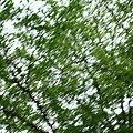 3353642358_4c4c1b804c_o.jpg