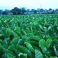 3580079905_70f2558196_o.jpg