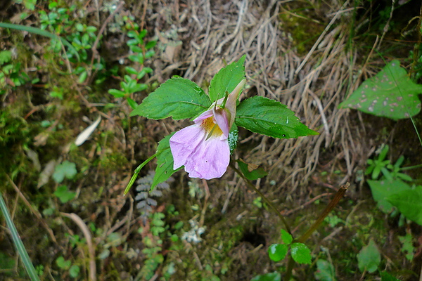 鳳仙花