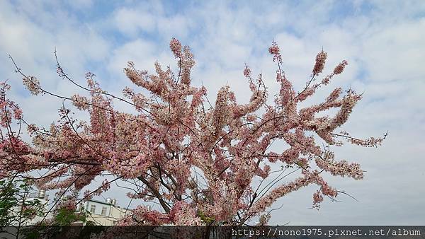 花旗木(20230403)