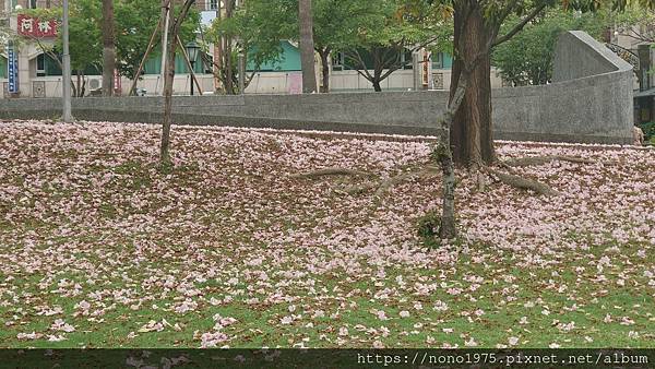 嘉義市~文化公園洋紅風鈴木